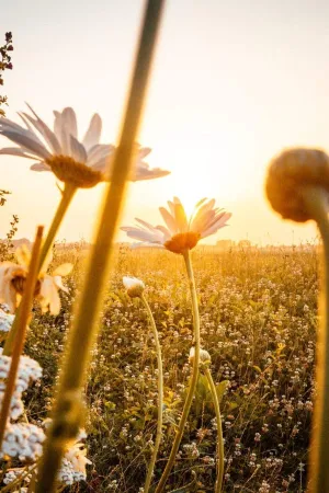Beautiful Day (BBW type) - Premium Fragrance Oil